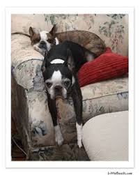 We are boston terrier breeders, breeding top quality boston terriers for over 15 years. 500 Boston Terrier Pet Love Ideas In 2021 Boston Terrier Terrier Boston Terrier Love