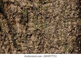 Image result for Spirostachys africana