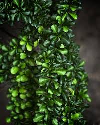 Image result for Buchnera randii