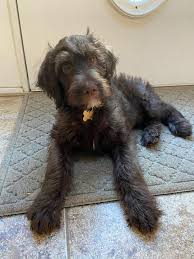 Beautiful labradoodle puppies are here. Family Testimonials Bay River Labradoodles
