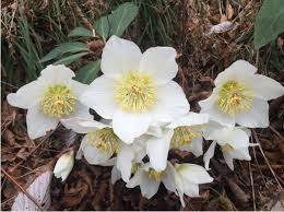 Jessica Paster Beautiful Flowers Types Of White Flowers Flowers Perennials