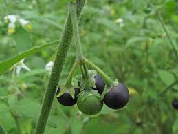 Image result for Solanum chenopodioides