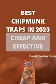 How do ultrasonic waves work to repel pests? The Pest Management Thepestmanagement Profile Pinterest