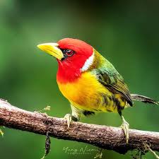Birds With Redheads In Ohio Flyin Bird On Instagram A Red Headed Barbet Perching On A Branch They Are Usually Found In Pairs Often Accompanying Beautiful Birds Redheads Forest Canopy