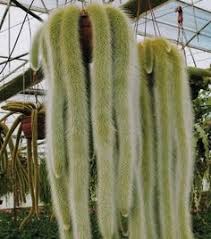 These gorgeous flowering cacti are just a few examples of the many varieties of this magnificent plant. 33 Cactus Care Ideas Cactus Care Cactus Cactus Plants