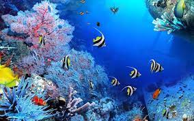 Download Full Hd 3d Aquarium Wallpapers Underwater Wallpaper Aquarium Live Wallpaper Fish Wallpaper