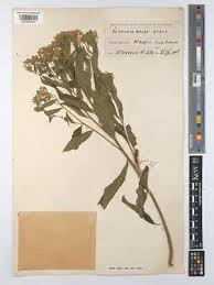 Image result for Vernonia thomsoniana