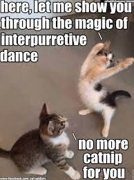 17 Cats That Might Have Had Too Much Catnip Funny Animal Jokes Funny Animal Quotes Funny Minion Memes