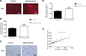 The reason is our size. Lipoprotein A Accelerated The Progression Of Atherosclerosis In Patients With End Stage Renal Disease Springerlink
