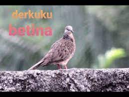 Burung Derkuku Betina Bagus Buat Pancingan Jantan Burung Betina Pancing