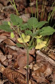 Image result for Sium repandum