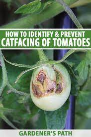 A tomato is considered catfaced if the blossom scar is enlarged or perforated. How To Identify And Prevent Catfacing Of Tomatoes Gardener S Path