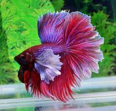 betta splendens betta dumbo ear man beta vis aquariumvissen kempvissen
