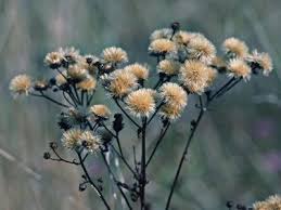 Image result for Vernonia jelfiae