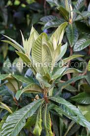 Image result for Eriobotrya