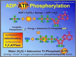 As mentioned above, the difference between atp and adp is the number of phosphate groups present in the molecule. What Is The Atp And Adp Cycle Quora