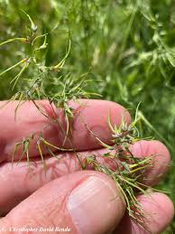Image result for Poa binata