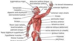 How to draw the torso with primitive shapes. Human Muscle System Functions Diagram Facts Britannica