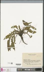 Image result for Gutenbergia rueppellii