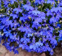 Image result for foto Lobelka