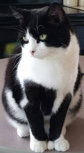 Cat For Adoption Mo Jo An Extra Toes Cat Hemingway Polydactyl In Sardinia Oh Petfinder