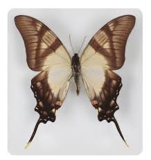 Epingle Par Sneu Uens Llc Sur Butterfly Schmetterlinge Papillon De Nuit Papillon Animaux