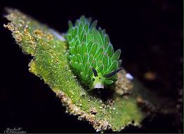 In doing so, the leaf sheep pulls the photosynthesizing chloroplasts from the algae several species of sea slug possess this ability. Instagram Photo By May 2 2016 At 6 53am Utc Cool Sea Creatures Sea Slug Animals Of The World