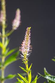 Veronicastrum virginicum, commonly called culver's root, is a large, erect, missouri native perennial which occurs in open woods, thickets and moist meadows and prairies throughout the state. Kandelaberehrenpreis Erika Veronica Virginicum Erika Gunstig Online Kaufen