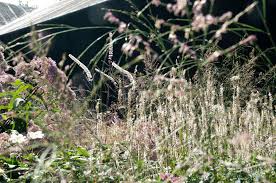 Think troll hair, but more delicate. Piet Oudolf S London Prairie Planting Out Of My Shed