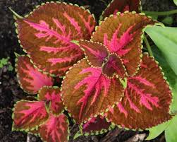 Image result for Coleus tetragonus