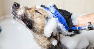 Hand sanitizers are active against all types of viruses except norovirus, says linda anegawa, md, an internist who works with the virtual health platform plushcare. All About Ringworm In Dogs Zoetis Petcare