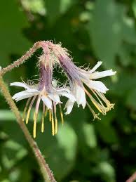 Image result for Sonchus wilmsii