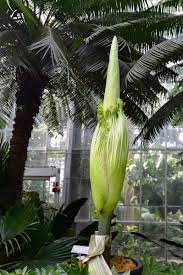 Corpse Flower Dc Best Flower Wallpaper