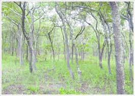 Image result for Julbernardia paniculata