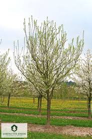 Image result for prunus domestica oullins