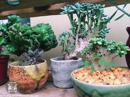 Find out how to plant succulents, how to feed and water succulents, and other helpful growing tips that will bring you results. 10 Tips For Beginners How To Take Care Of Cacti And Succulents When In Manila