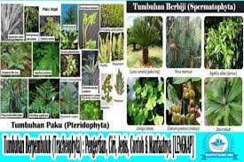 Arti kata bryophyta berasal dari bahasa yunani yaitu, bryon = lumut dan phyton = tumbuhan. Tumbuhan Berpembuluh Pengertian Ciri Manfaat Jenis Contoh