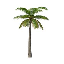 It's high quality and easy to use. Palm Tree Clipart Palm Tree Png Images Free Transparent Png Logos