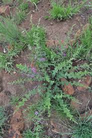 Image result for Triaspis hypericoides