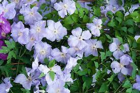 Prune group 2 clematis in february/early march. Clematis Blue Angel Late Large Flowered Clematis