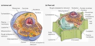 Identify the type of pollination that occur in the given flowers (above) a and b. List Three Things Plant Cells Contain That Animal Cells ë™ë¬¼ ì„¸í¬ ì™€ ì‹ë¬¼ ì„¸í¬ Transparent Png 850x371 Free Download On Nicepng