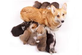 Potty trained, registration papers, veterinarian examination, health certificate, health guarantee, pedigree, travel crate. The Cost To Own A Pembroke Welsh Corgi With Calculator Petbudget