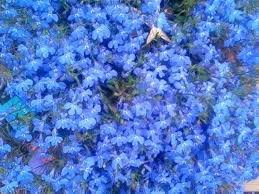 Image result for Lobelia rubescens