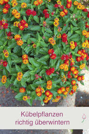 Kubelpflanzen Richtig Uberwintern Kubelpflanzen Garten Pflanzen Pflanzen