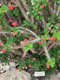 Image result for Euphorbia didiereoides