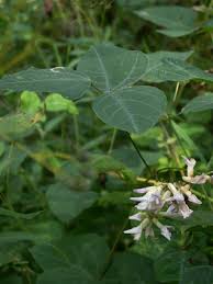 Image result for Amphicarpaea