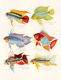 Japanese Gyofu Gaka Fish Artist Yusei Nagashima Artworks In 2020 Tropical Freshwater Fish Aquarium Fish Freshwater Aquarium Fish