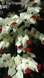 Image result for Clerodendrum capitatum