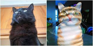 If it turns out that cats can actually detect cancer, it will likely have to do with their sense of smell. Can Cats Sense Spirits And Ghosts Cole Marmalade