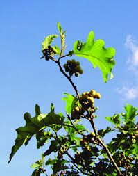 Image result for Solanum chrysotrichum